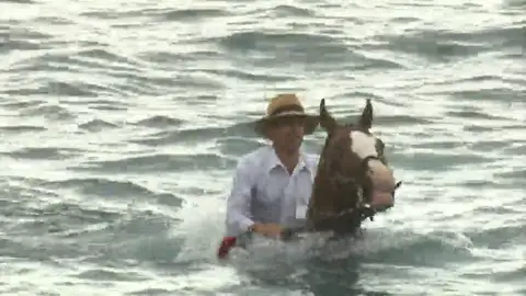 Animales en remojo en Adeje Animales en remojo en Adeje