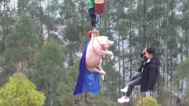 Obligan a un cerdo a hacer 'puenting' desde 70 metros de altura para inaugurar un atracción