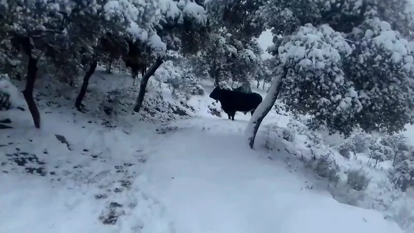 La borrasca Gloria mantiene cerrado al tráfico el Puerto de la Mora (Granada) La borrasca Gloria mantiene cerrado al tráfico el Puerto de la Mora (Granada)