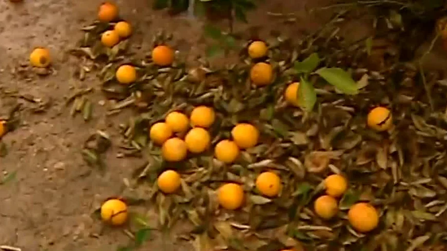 El temporal destroza las cosechas de naranjas en el litoral valenciano