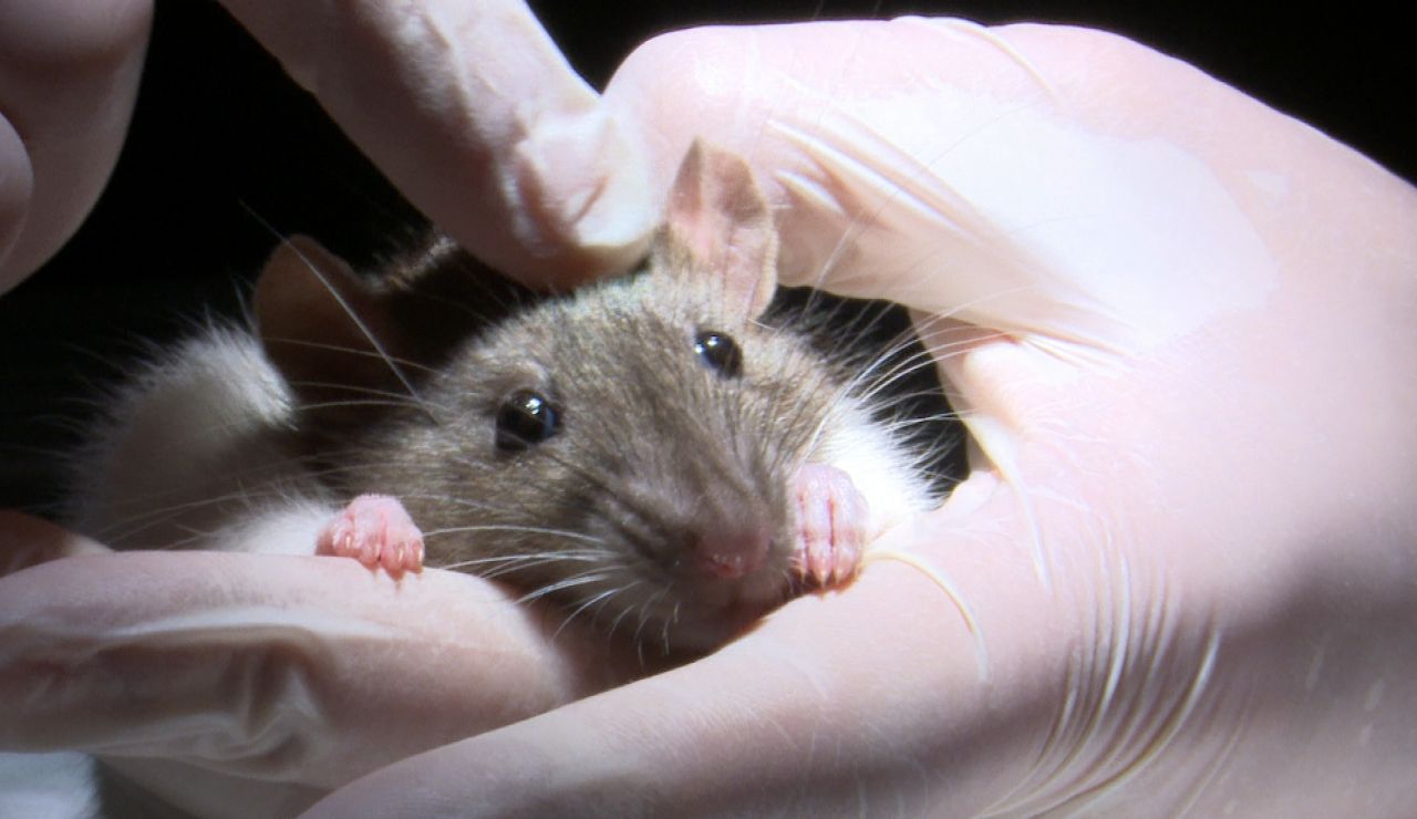 Equipo de investigación - Temporada 11 - Las ratas Equipo de investigación - Temporada 11 - Las ratas