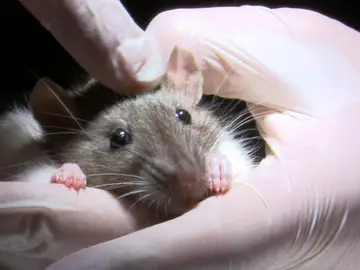 Equipo de investigación - Temporada 11 - Las ratas Equipo de investigación - Temporada 11 - Las ratas