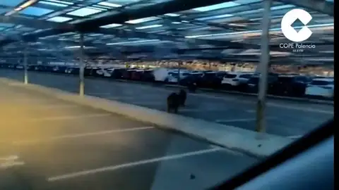 Varios jabalíes se cuelan en una fábrica de Renault de Villamuriel, en Palencia Varios jabalíes se cuelan en una fábrica de Renault de Villamuriel, en Palencia