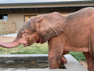 El elefante albino rescatado El elefante albino rescatado