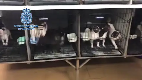 Desmantelados en Madrid dos criaderos ilegales con 270 chihuahuas Desmantelados en Madrid dos criaderos ilegales con 270 chihuahuas