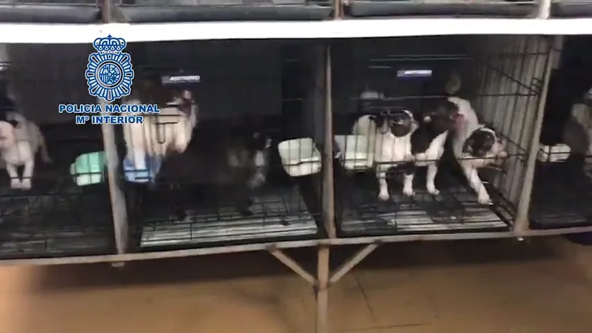 Desmantelados en Madrid dos criaderos ilegales con 270 chihuahuas Desmantelados en Madrid dos criaderos ilegales con 270 chihuahuas