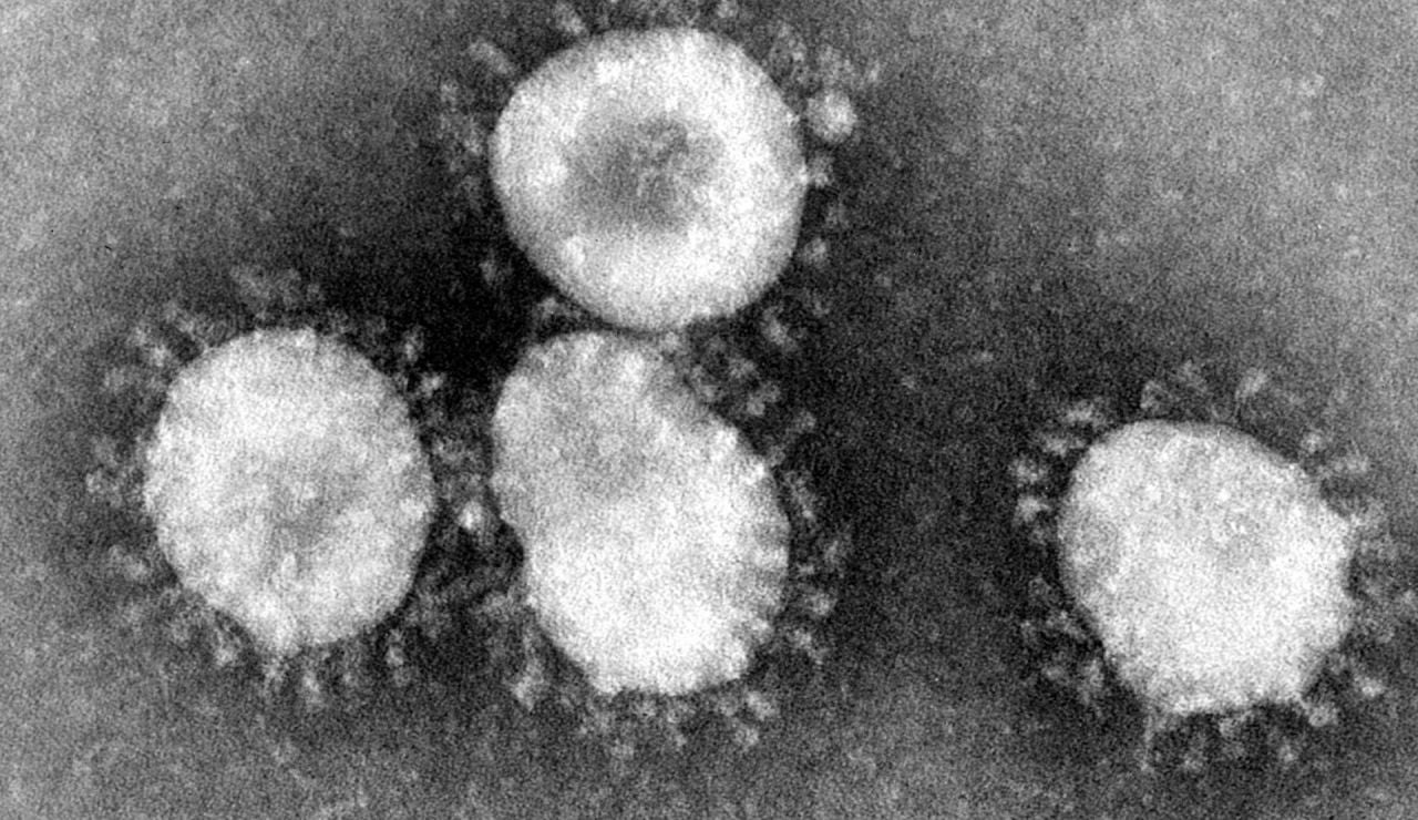 Imagen de un coronavirus