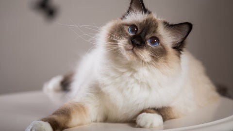 Gato