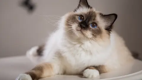 Gato Gato