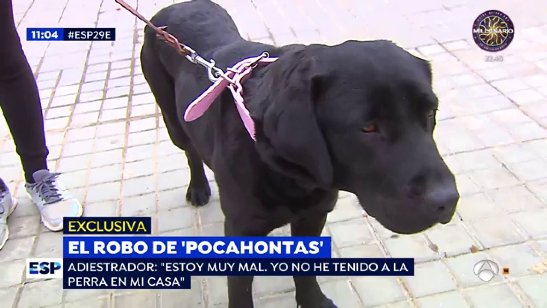 La perra 'Pocahontas', "desubicada y nerviosa" tras rescatarla de su propio adiestrador