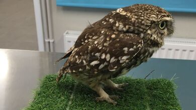 Un búho se convierte en viral al no poder volar debido a su obesidad