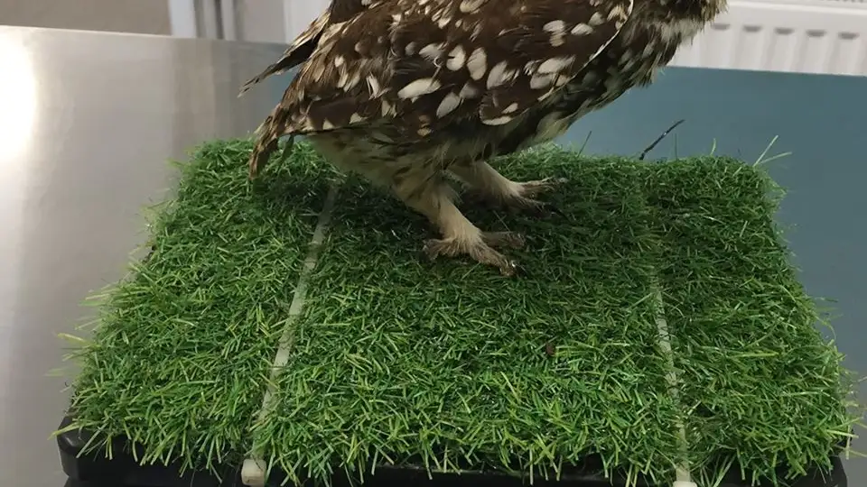Un búho incapaz de volar por su obesidad se convirte en viral Un búho incapaz de volar por su obesidad se convirte en viral