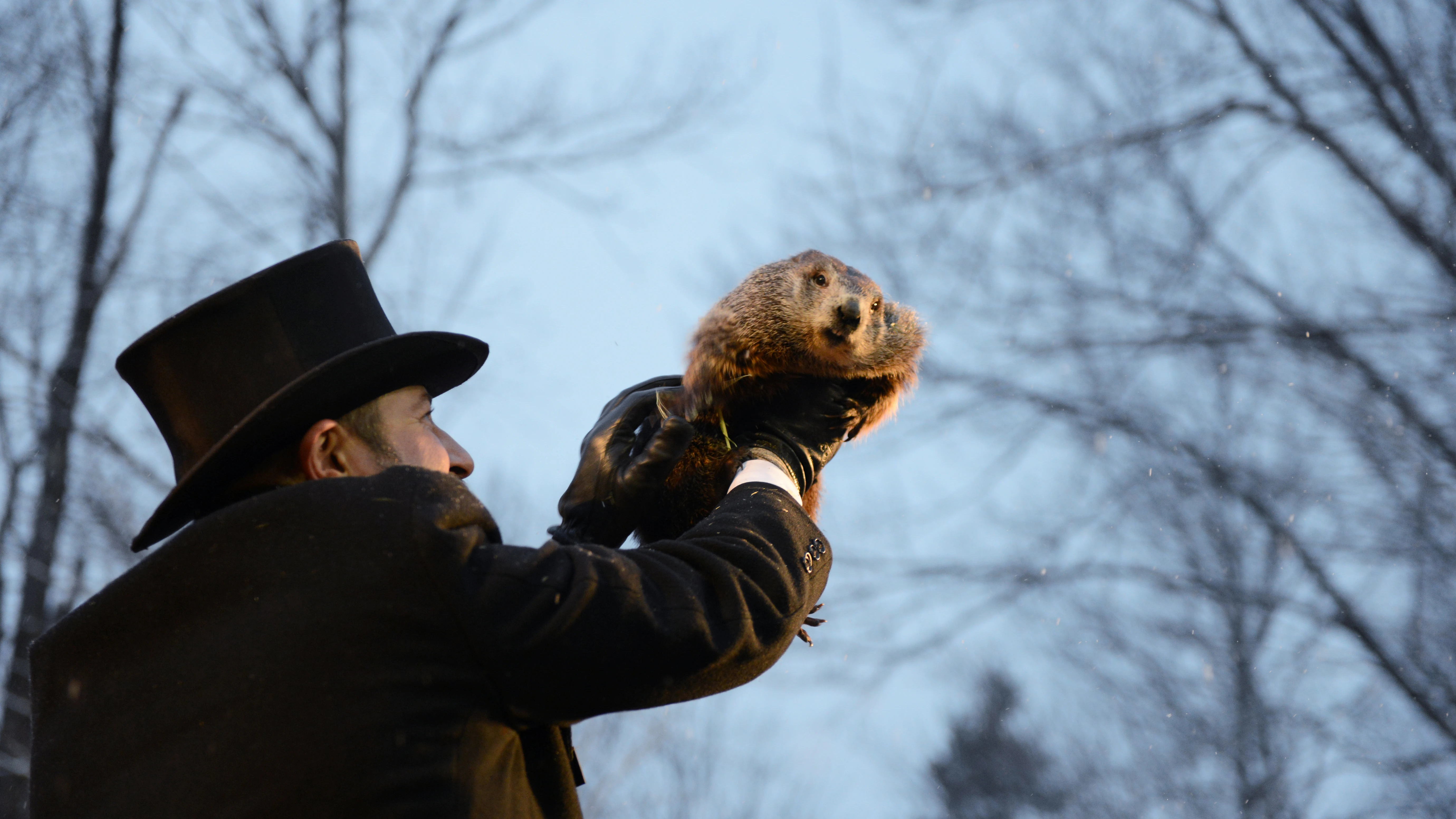 La marmota Phil en el Día de la Marmota La marmota Phil en el Día de la Marmota
