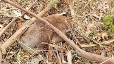 Australia investiga la muerte de decenas de koalas en la tala de un bosque de eucaliptos