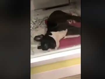 Perro