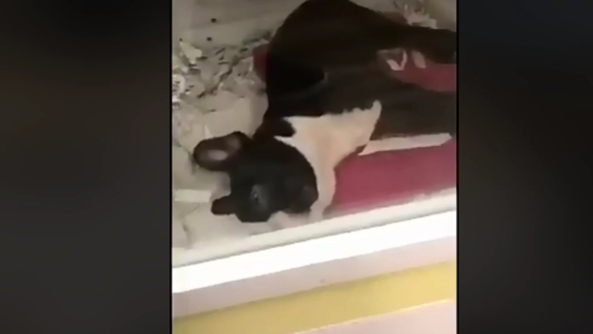 Perro Perro