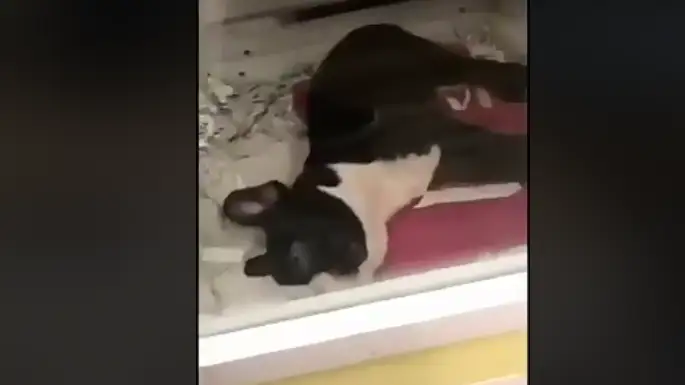 Perro Perro