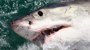 El tibur&oacute;n, uno de los animales m&aacute;s peligrosos que habita en el planeta
