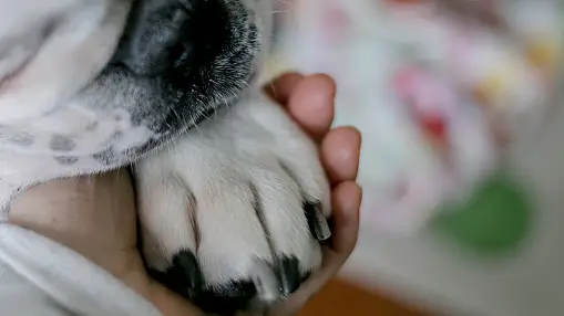 Muere un niño al intentar salvar a su perro Animal