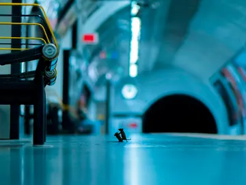 Wildlife Photographer of the Year Wildlife Photographer of the Year