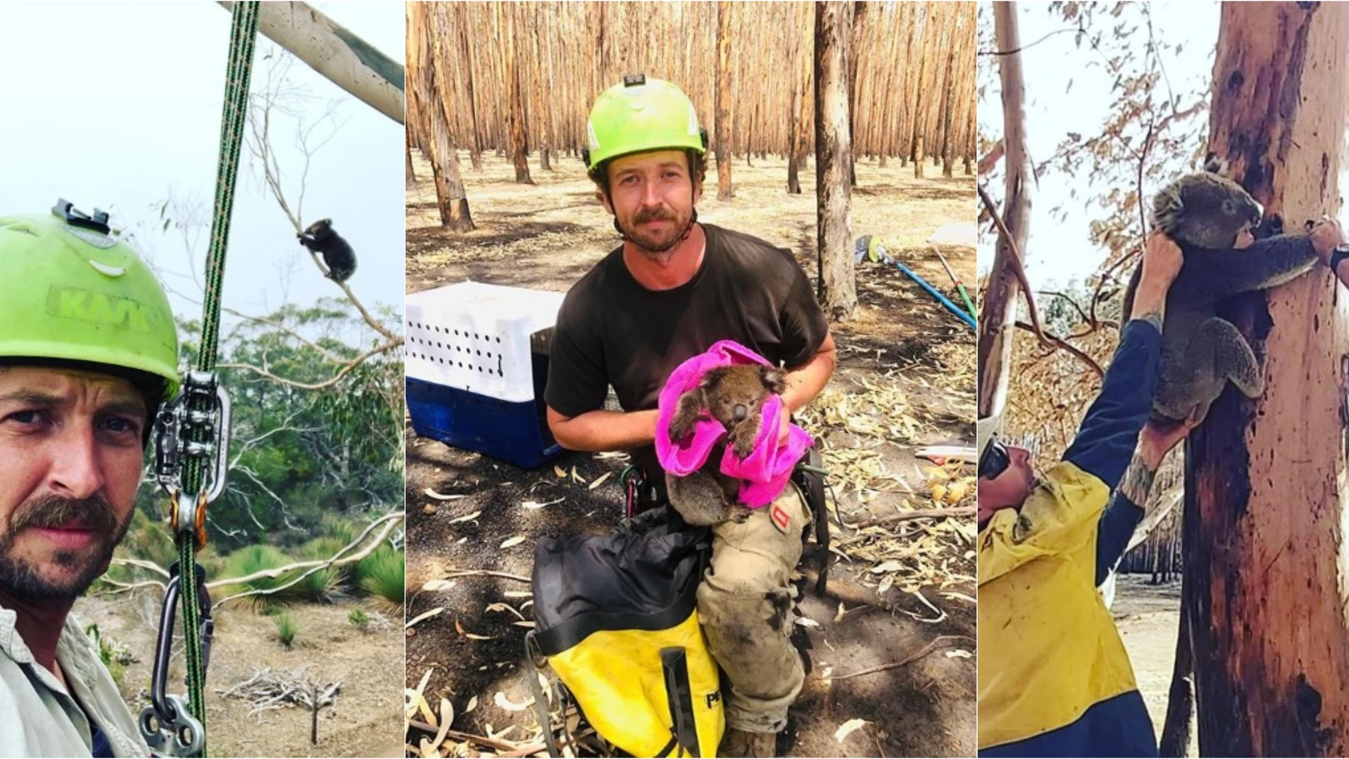 Kailas Wild, en algunos de sus rescates de koalas en Australia Kailas Wild, en algunos de sus rescates de koalas en Australia