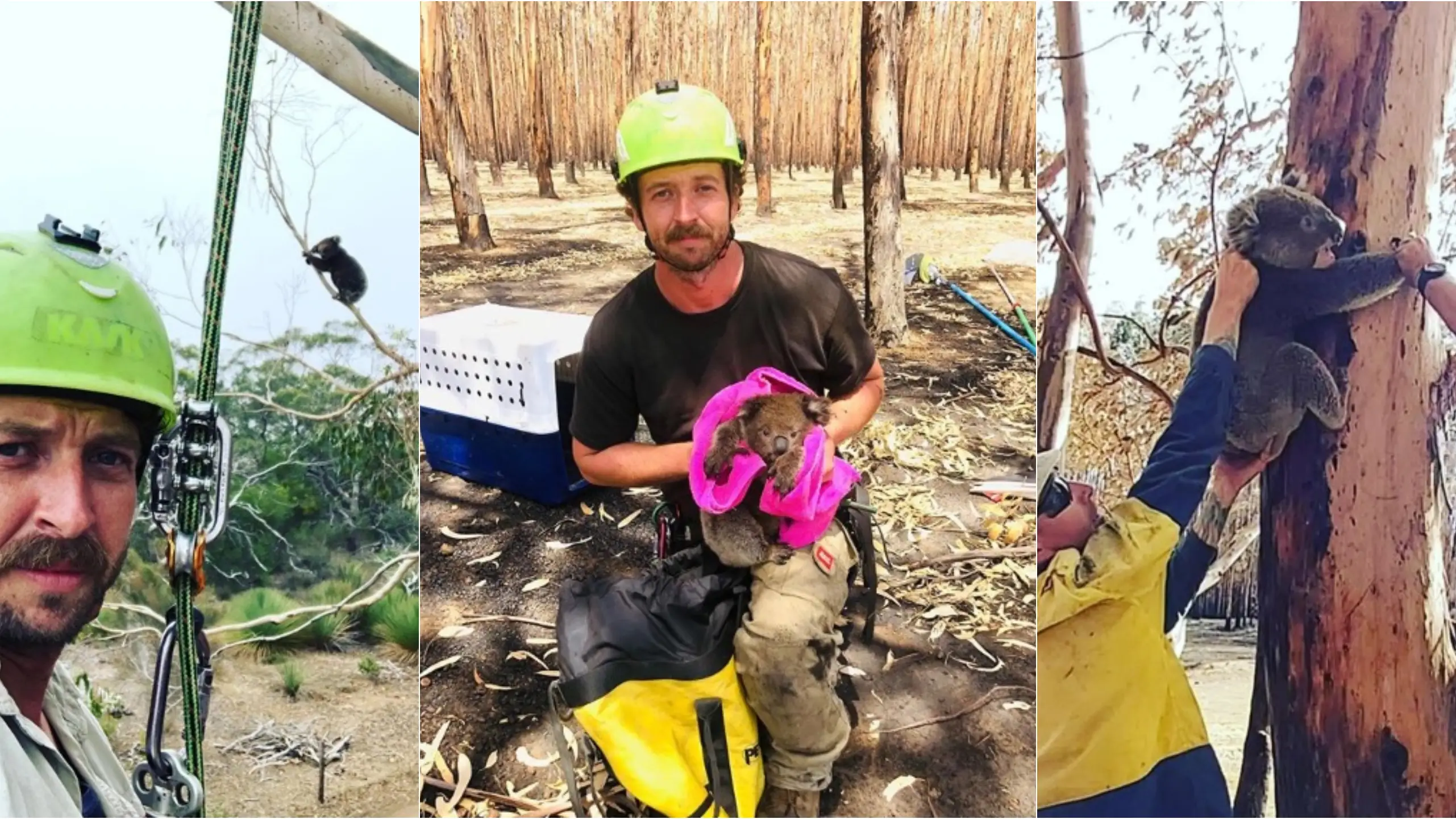 Kailas Wild, en algunos de sus rescates de koalas en Australia Kailas Wild, en algunos de sus rescates de koalas en Australia