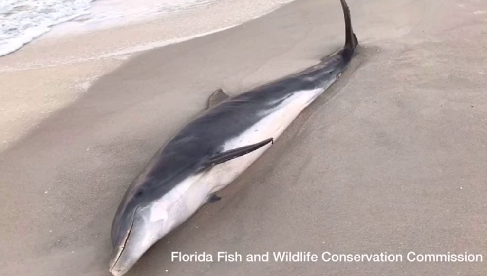 Encuentran dos delfines con heridas de bala en la cabeza en Florida