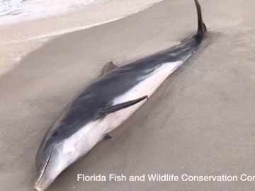 Encuentran dos delfines con heridas de bala en la cabeza en Florida