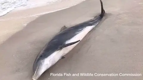 Encuentran dos delfines con heridas de bala en la cabeza en Florida Encuentran dos delfines con heridas de bala en la cabeza en Florida