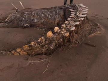 Aparece un esqueleto gigante en Escocia