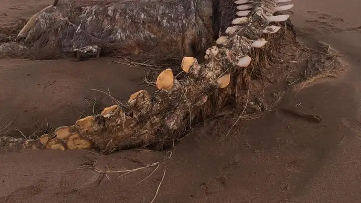 Aparece un esqueleto gigante en Escocia Costas de Escocia