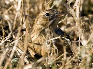 Escribano de Smith Escribano de Smith