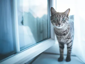 Imagen de archivo de un gato Imagen de archivo de un gato