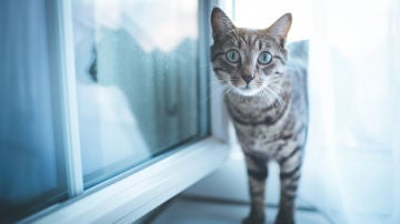 Día del Gato 2020: 5 curiosidades sobre los gatos que no conocías