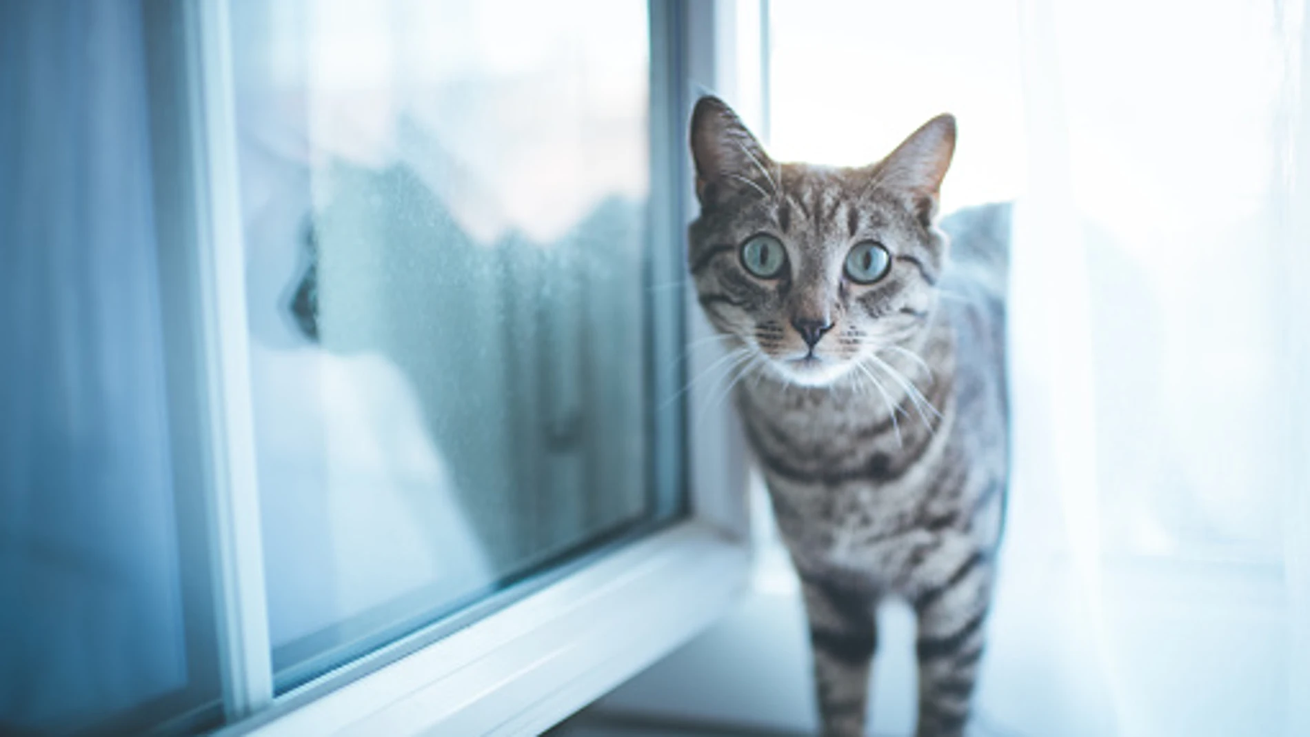 Imagen de archivo de un gato Imagen de archivo de un gato