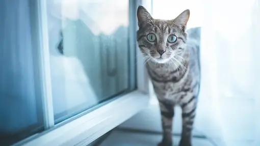 Imagen de archivo de un gato Día del Gato