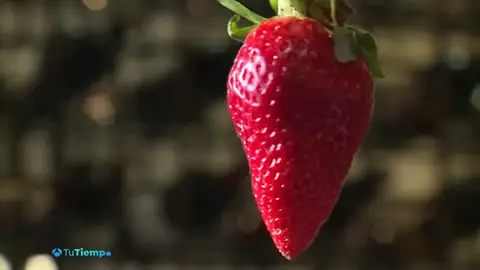 ¿Son los alimentos afrodisíacos eficaces el Día de San Valentín? ¿Son los alimentos afrodisíacos eficaces el Día de San Valentín?