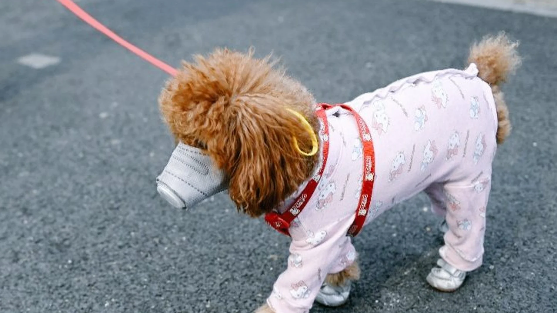 Las mascotas también llevan mascarillas para evitar el coronavirus Las mascotas también llevan mascarillas para evitar el coronavirus