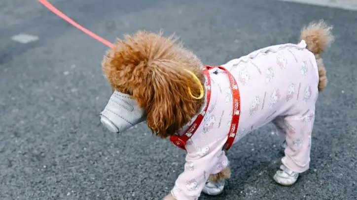 Las mascotas también llevan mascarillas para evitar el coronavirus Las mascotas también llevan mascarillas para evitar el coronavirus
