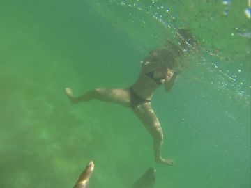 León marino muerde a una buceadora León marino muerde a una buceadora