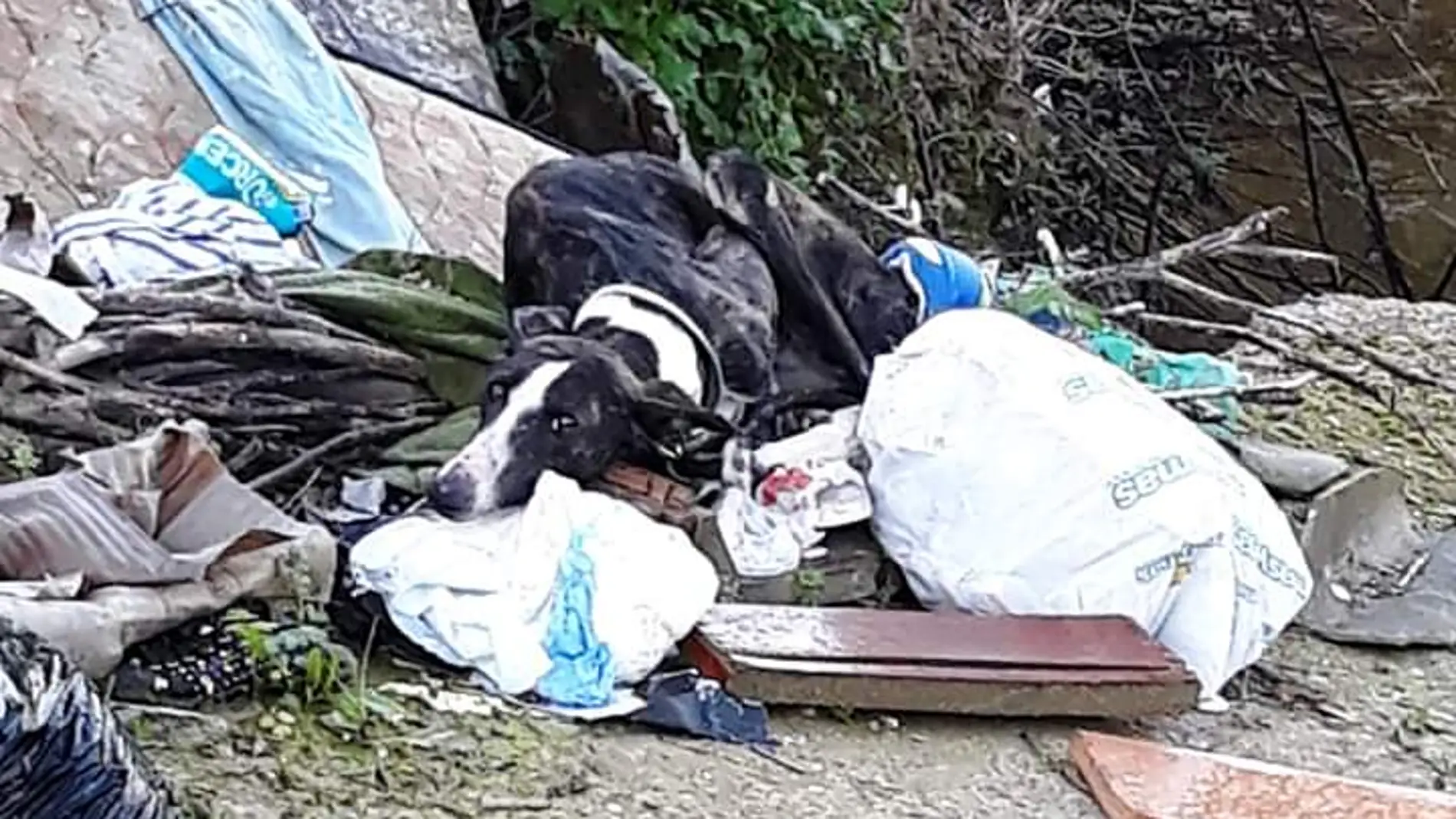 Galgo abandonado en un montón de basura Galgo abandonado en un montón de basura