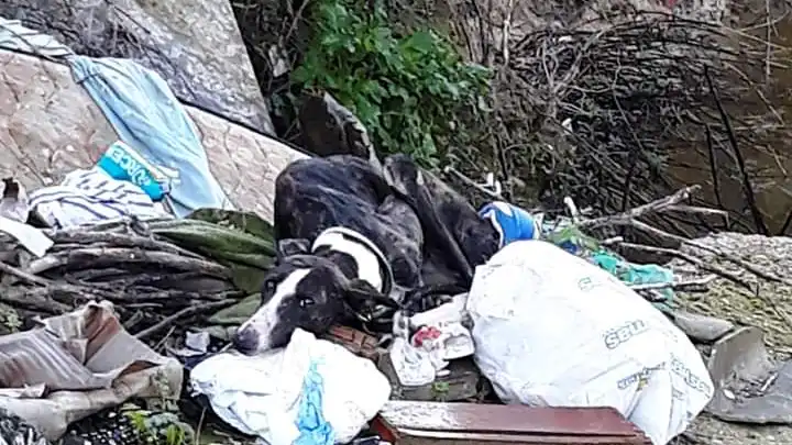 Galgo abandonado en un mont&oacute;n de basura