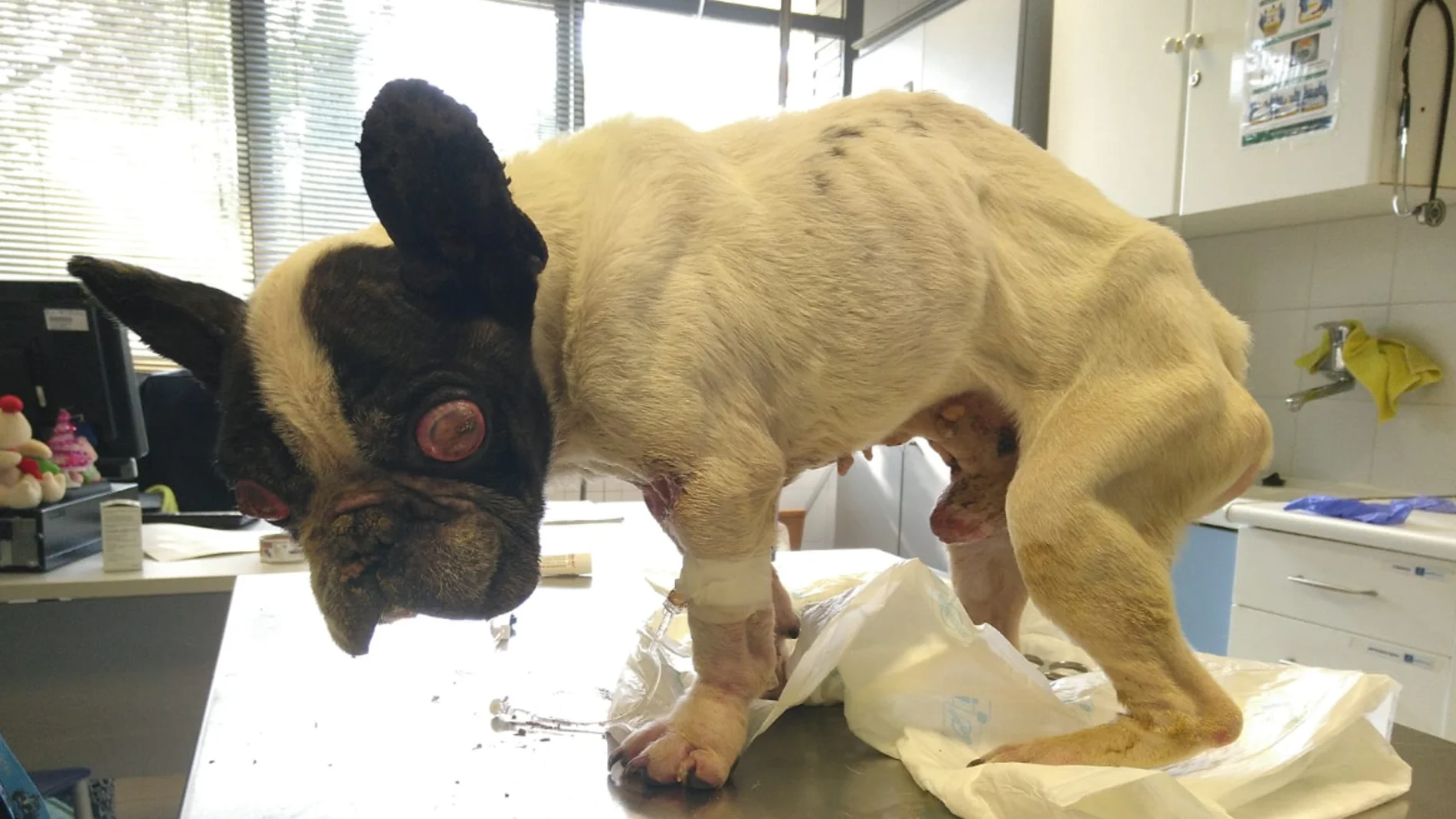 Bulldog francés abandonado en un contenedor de basura Bulldog francés abandonado en un contenedor de basura