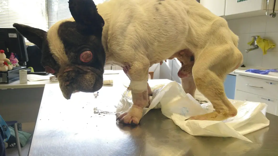 Bulldog francés abandonado en un contenedor de basura Bulldog francés abandonado en un contenedor de basura
