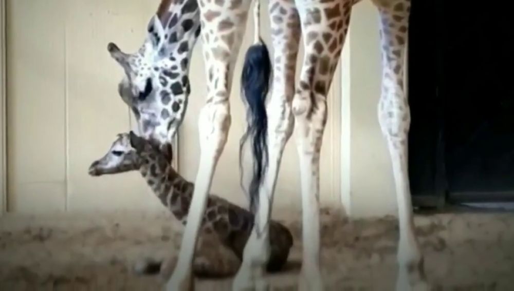 Publican las primeras imágenes de la cría de jirafa recién nacida del Zoo de Barcelona