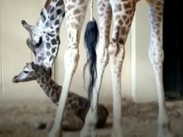 Publican las primeras imágenes de la cría de jirafa recién nacida del Zoo de Barcelona