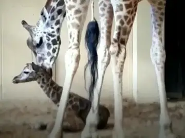 Publican las primeras imágenes de la cría de jirafa recién nacida del Zoo de Barcelona Publican las primeras imágenes de la cría de jirafa recién nacida del Zoo de Barcelona