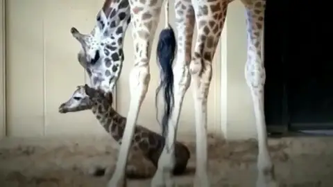 Publican las primeras imágenes de la cría de jirafa recién nacida del Zoo de Barcelona Publican las primeras imágenes de la cría de jirafa recién nacida del Zoo de Barcelona