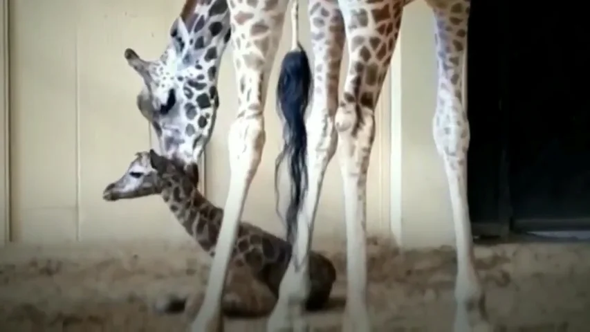 Publican las primeras im&aacute;genes de la cr&iacute;a de jirafa reci&eacute;n nacida del Zoo de Barcelona