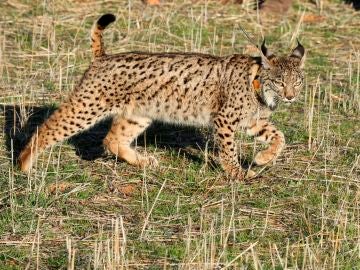 Dos nuevos linces liberados en Castilla-La Mancha